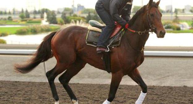 Racing horse Mikhail Glinka, belonging to Ramzan Kadyrov, at the Pattison Canadian International Stakes, Canada, Woodbine, October 16, 2011. Photo: www.woodbineentertainment.com Racing horse Mikhail Glinka, belonging to Ramzan Kadyrov, at the Pattison Canadian International Stakes, Canada, Woodbine, October 16, 2011. Photo: www.woodbineentertainment.com