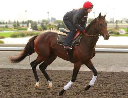 Racing horse Mikhail Glinka, belonging to Ramzan Kadyrov, at the Pattison Canadian International Stakes, Canada, Woodbine, October 16, 2011. Photo: www.woodbineentertainment.com Racing horse Mikhail Glinka, belonging to Ramzan Kadyrov, at the Pattison Canadian International Stakes, Canada, Woodbine, October 16, 2011. Photo: www.woodbineentertainment.com