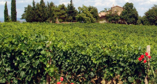 Vineyard in Montalcino, Tuscany, Italy. Photo: Giovanni, http://www.flickr.com/photos/pracucci Vineyard in Montalcino, Tuscany, Italy. Photo: Giovanni, http://www.flickr.com/photos/pracucci
