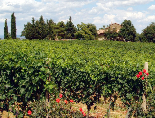Vineyard in Montalcino, Tuscany, Italy. Photo: Giovanni, http://www.flickr.com/photos/pracucci Vineyard in Montalcino, Tuscany, Italy. Photo: Giovanni, http://www.flickr.com/photos/pracucci