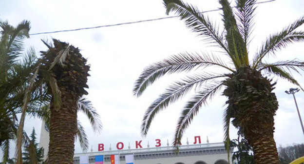 Palm trees near Sochi Railway Station being damaged by insects brought from Italy. Photo by Svetlana Kravchenko for the ‘Caucasian Knot’. Palm trees near Sochi Railway Station being damaged by insects brought from Italy. Photo by Svetlana Kravchenko for the ‘Caucasian Knot’.