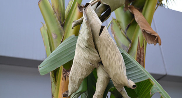 Palm tree in Sochi severely damaged by insects. Photo by Svetlana Kravchenko for the ‘Caucasian Knot’