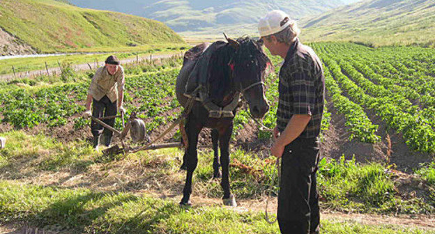 North Ossetia, Alagir District. Peasants from Bad mountainous village at tillage. Photo by the "Caucasian Knot" North Ossetia, Alagir District. Peasants from Bad mountainous village at tillage. Photo by the "Caucasian Knot"