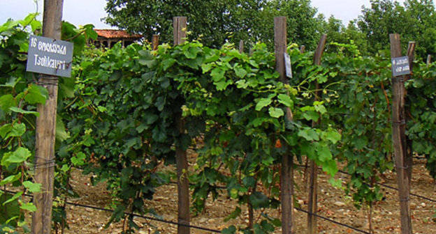 Vineyard in Kakhetia (Georgia). Photo by http://ru.wikipedia.org Vineyard in Kakhetia (Georgia). Photo by http://ru.wikipedia.org