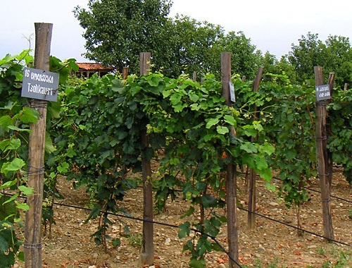 Vineyard in Kakhetia (Georgia). Photo by http://ru.wikipedia.org Vineyard in Kakhetia (Georgia). Photo by http://ru.wikipedia.org