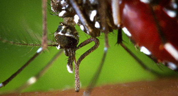 Mosquito "Asian Tiger" - carrier of West Nile Encephalitis. Photo by http://ru.wikipedia.org Mosquito "Asian Tiger" - carrier of West Nile Encephalitis. Photo by http://ru.wikipedia.org