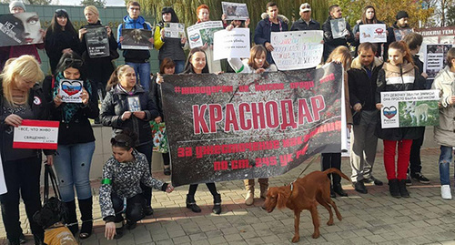 A picket in Krasnodar against animal abuse. Photo by Alexei Mandrigheli for the "Caucasian Knot" A picket in Krasnodar against animal abuse. Photo by Alexei Mandrigheli for the "Caucasian Knot"