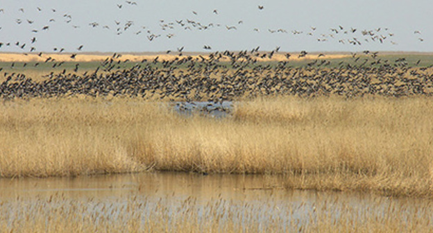 The "Dagestani" natural reserve. Kizlyar Bay. Photo: Djamirzoev G.S. http://www.dagzapoved.ru/sites/default/files/kizlyar_photo2.jpg The "Dagestani" natural reserve. Kizlyar Bay. Photo: Djamirzoev G.S. http://www.dagzapoved.ru/sites/default/files/kizlyar_photo2.jpg