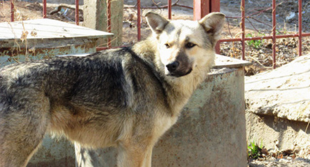 A stray dog. Photo by Vyacheslav Yaschenko for the "Caucasian Knot"