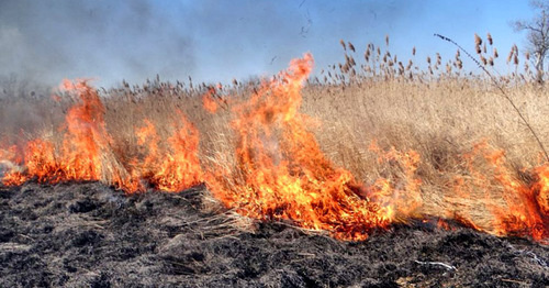 Dry cane caught fire. Photo: http://ewnc.org/node/23580 Dry cane caught fire. Photo: http://ewnc.org/node/23580