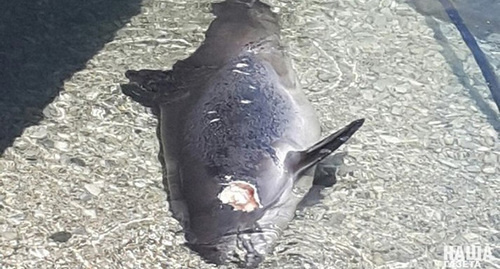 The dead body of a dolphin. Photo by Marina Sinyakova / "Nasha Gazeta" ("Our Newspaper") http://ngnovoros.ru/news/view/02-05-2017-na-beregu-u-novorossiyska-gorojane-obnarujili-mertvyh-delfinov-may-2017-goda-foto The dead body of a dolphin. Photo by Marina Sinyakova / "Nasha Gazeta" ("Our Newspaper") http://ngnovoros.ru/news/view/02-05-2017-na-beregu-u-novorossiyska-gorojane-obnarujili-mertvyh-delfinov-may-2017-goda-foto