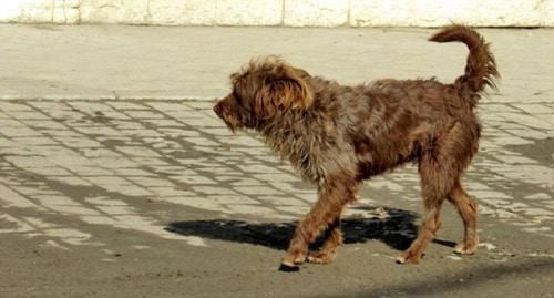 Stray dog. Photo by Vyacheslav Yaschenko for the Caucasian Knot. Stray dog. Photo by Vyacheslav Yaschenko for the Caucasian Knot.