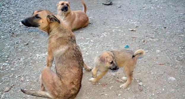 Stray dogs. Photo by Svetlana Kravchenko for the "Caucasian Knot" Stray dogs. Photo by Svetlana Kravchenko for the "Caucasian Knot"
