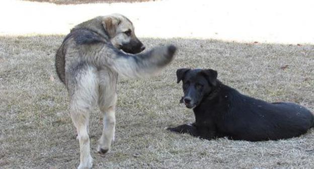 Stray dogs. Photo by Vyacheslav Yaschenko for the "Caucasian Knot" Stray dogs. Photo by Vyacheslav Yaschenko for the "Caucasian Knot"