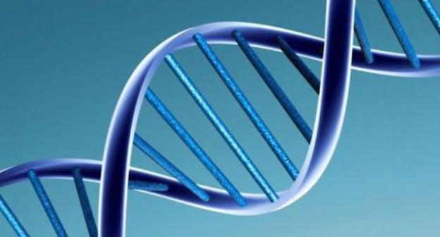 The DNA molecule. Photo: wikipedia.org The DNA molecule. Photo: wikipedia.org