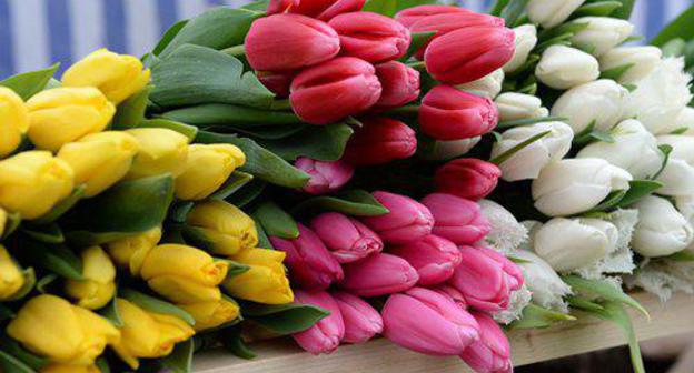 Tulips. Photo: Sputnik / Саид Царнаев
https://sputnik-ossetia.ru/North_Ossetia/20180307/5939921.html