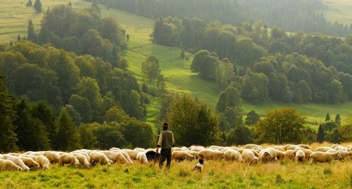 A shepherd with a herd of sheep. Photo: pixabay.com/ A shepherd with a herd of sheep. Photo: pixabay.com/