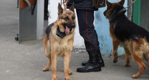 Service dogs. Photo: Elena Sineok/Yuga.ru Service dogs. Photo: Elena Sineok/Yuga.ru