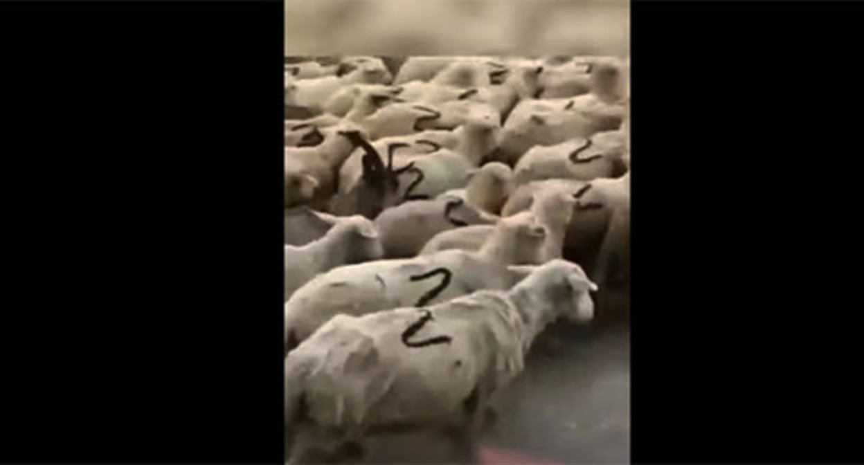 A flock of sheep with a Z symbol on their sides. Screenshot: https://www.youtube.com/watch?v=UrqaicvyrSw A flock of sheep with a Z symbol on their sides. Screenshot: https://www.youtube.com/watch?v=UrqaicvyrSw
