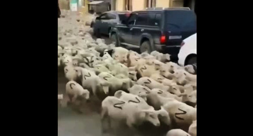 Sheep with Z symbol on their sides. Screenshot: https://www.youtube.com/watch?v=UrqaicvyrSw Sheep with Z symbol on their sides. Screenshot: https://www.youtube.com/watch?v=UrqaicvyrSw