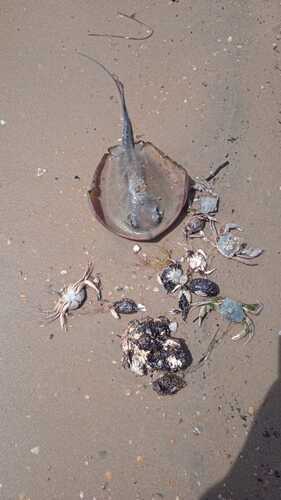 Dead crabs on the beach. Photo by Caucasian Knot correspondent