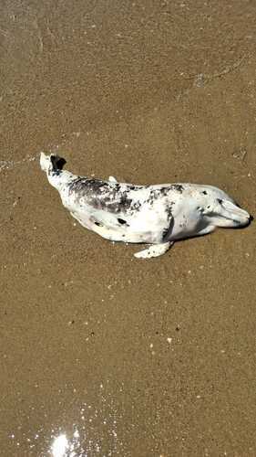 A dead dolphin on the beach. Photo by Caucasian Knot correspondent