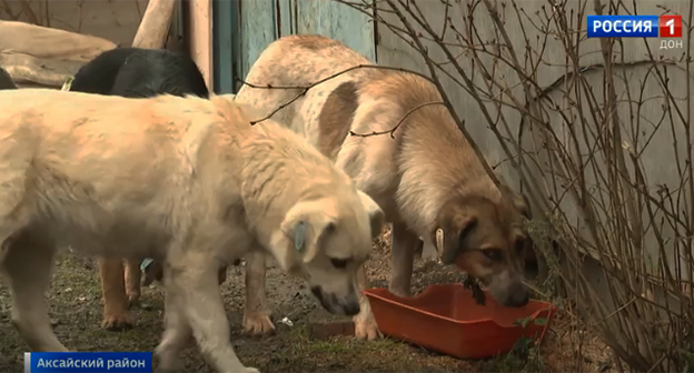 Dogs at a private shelter in Aksay. Photo: https://dontr.ru/novosti/v-aksayskom-rayone-zaderzhali-vladelitsu-priyuta-dlya-zhivotnykh-/