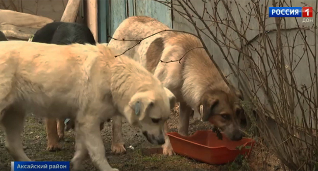 Dogs at a private shelter in Aksay. Photo: https://dontr.ru/novosti/v-aksayskom-rayone-zaderzhali-vladelitsu-priyuta-dlya-zhivotnykh-/