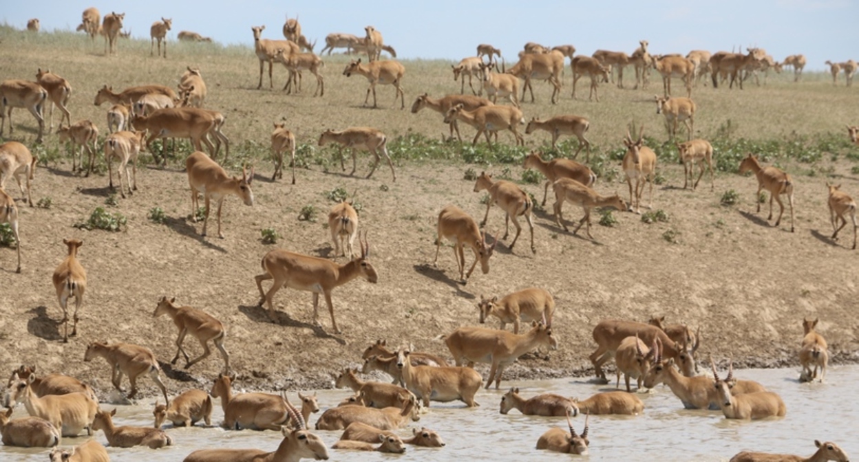 Saigas. Photo: Yakov Fedorov https://commons.wikimedia.org/w/index.php?curid=61113464
