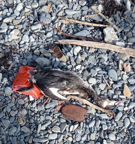 Dead bird on the beach. Photo from Yuri Ozarovsky's Telegram channel https://t.me/MoreOz/118492