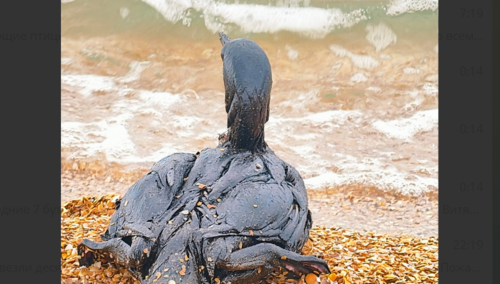 Bird in fuel oil on the seashore. Screenshot of a photo from the Telegram channel "Makovozovy" from 11.04.26, https://t.me/makovozovy/57683