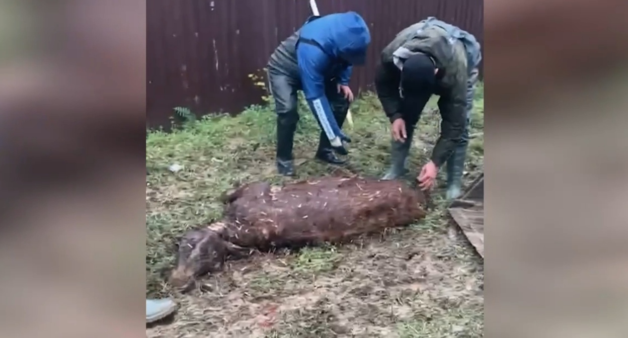 People gather dead cattle in the village of Adilyotar, March 31, 2026. Still from a video by the Khasavyurt District Administration https://t.me/has_rayon05/25346