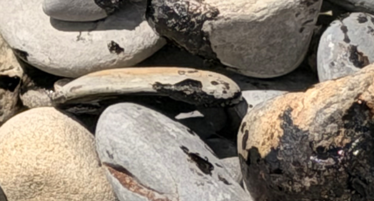 Oil stains on a wild beach. Screenshot from the Zen channel "OksanaMama to the South from the Urals" from June 20, 2026, https://dzen.ru/a/ajbW2vKiLyJZtDgd Oil stains on a wild beach. Screenshot from the Zen channel "OksanaMama to the South from the Urals" from June 20, 2026, https://dzen.ru/a/ajbW2vKiLyJZtDgd