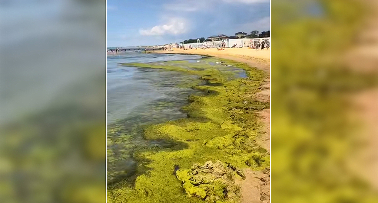 Seaweed on a beach in Anapa. Still from video https://t.me/tipichkras/80252