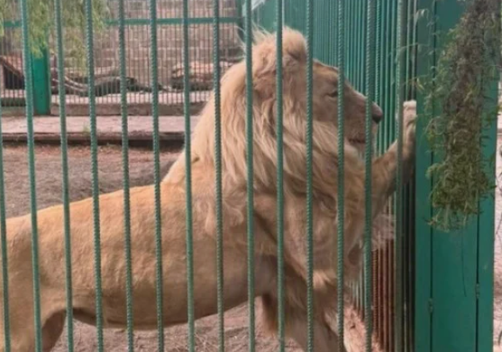 Lion from Tsarukyan's zoo. Screenshot from photo https://newsarmenia.am/news/society/sk-armenii-iz-osobnyaka-gagika-tsarukyana-izyaty-3-lva-i-1-tigr-pochti-200-chuchel-zhivotnykh-i-ptits/ dated 06.07.26.