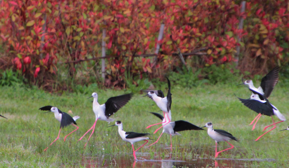 Birds in the ornithological park Imeretinskaya lowland. Screenshot from the park's website https://natureparks23.ru/ornitologicheskij-park#gallery-5 Birds in the ornithological park Imeretinskaya lowland. Screenshot from the park's website https://natureparks23.ru/ornitologicheskij-park#gallery-5