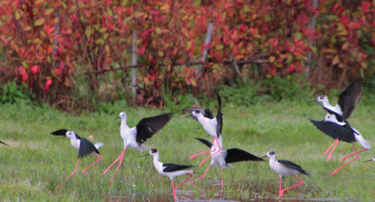 Birds in the ornithological park Imeretinskaya lowland. Screenshot from the park's website https://natureparks23.ru/ornitologicheskij-park#gallery-5 Birds in the ornithological park Imeretinskaya lowland. Screenshot from the park's website https://natureparks23.ru/ornitologicheskij-park#gallery-5