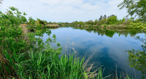 Ornithological Park Imeretinskaya Lowland. Screenshot from the park's website https://natureparks23.ru/ornitologicheskij-park#gallery-6 Ornithological Park Imeretinskaya Lowland. Screenshot from the park's website https://natureparks23.ru/ornitologicheskij-park#gallery-6