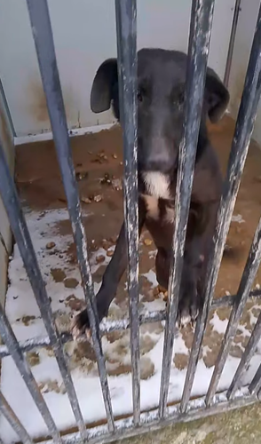 Frame from the Derbent shelter video. Photo: derbent.ecolife / Instagram