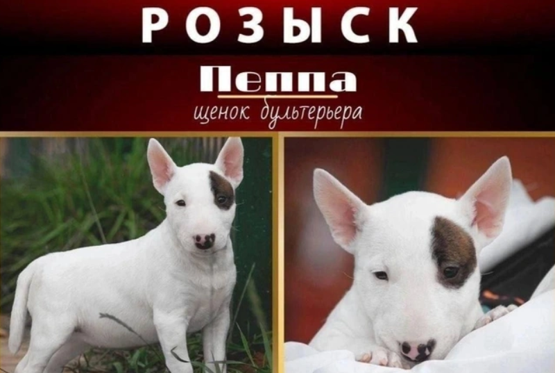 Announcement of the missing puppy named Peppa. Screenshot from "Fontanka" dated 17.09.25, https://www.fontanka.ru/2025/09/17/76033179/