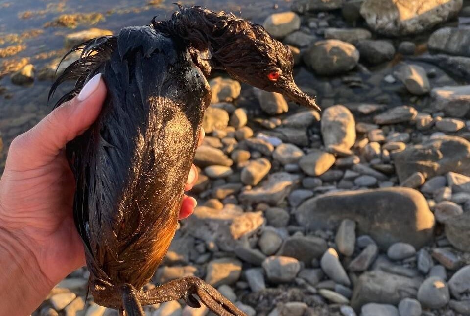 A bird found in the Myskhako area. Photo: Roman_eco / Telegram